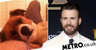 To complete the physical outlook, brown hair and eyes. Avengers Chris Evans Sets Heart Lace In Close Up Chest Tattoo Eminetra New Zealand