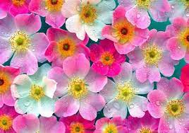 More images for gambar bunga cantik untuk wallpaper hp » Bunga Wallpapers Free Bunga Wallpaper Download Wallpapertip