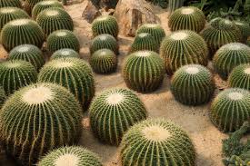 Shopping & retail in quebec, quebec. Cactus Globulaire Boule Especes Et Description Ooreka