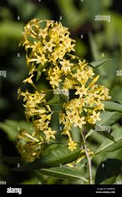 Image result for Cestrum parqui