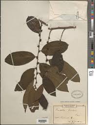 Image result for Bridelia atroviridis