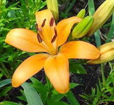 Our collection of stunning lily arrangements includes stargazer lily bouquets, peruvian lilies, calla lilies, oriental lilies, and other beautiful varieties in a full range of colors. Lilies Forum June 2012 Lilies Garden Org