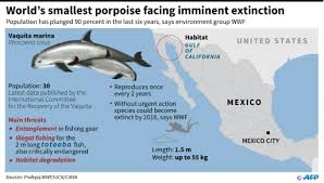 ¿está la vaquita marina fuera de peligro de extinción? Dicaprio Mexico In Push To Save Vaquita Porpoise