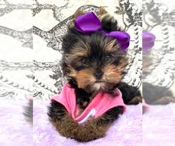 Serving wellington and all of palm beach county, florida. Puppies For Sale Near West Palm Beach Florida Usa Page 1 10 Per Page Puppyfinder Com