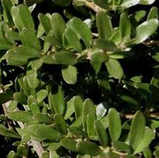 Image result for Ormocarpum kirkii