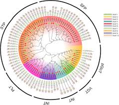 301 airpark road cottonwood, az 86326 get directions. Frontiers Comprehensive Analysis Of Evolutionary Characterization And Expression For Monosaccharide Transporter Family Genes In Nelumbo Nucifera Ecology And Evolution