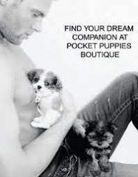 Home breeds poodle chicago il. Pocket Puppies Boutique Posts Facebook