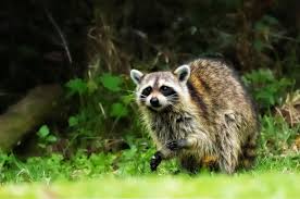 Tierkot Im Garten Erkennen Grosse Ubersicht Myhomebook In 2020 Tierkot Tiere Igel Im Garten