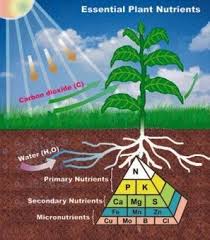 Potassium, another macronutrients for plants, does not form a stable structural part of any molecule inside plant cells, yet large amounts of this element are required for proper growth and development of the plant. Balkan Ecology Project Plant Elements Nutrients