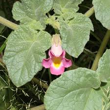 Image result for Psydrax parviflora