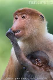 Navalis shipping is a shipbroker and break bulk operator. Nature Picture Library Proboscis Monkey Nasalis Larvatus Baby Grabbing Mother S Nose Sabah Borneo Malaysia Suzi Eszterhas
