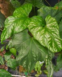 Image result for Cercestis congensis