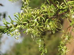Image result for Turraea obtusifolia