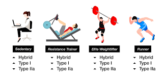 The Impact Of Training On Muscle Fiber Types Hituni