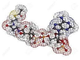Có coenzym là những vitamin tan trong dầu chọn tập hợp đúng: Acetyl Coenzym A Acetyl Coa Biochemische Molekulare Modell Atome Sind Als Kugeln Mit Herkommlichen Farbcodierung Reprasentiert Wasserstoff Weiss Kohlenstoff Grau Sauerstoff Rot Stickstoff Blau Schwefel Gelb Phosphor Orange