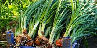 Bentuk daunnya sangat panjang dan khasiat bawang dayak bagi kesehatan. 10 Manfaat Daun Bawang Bagi Kesehatan Yang Jarang Diketahui Kurangi Kolesterol Jahat Merdeka Com