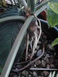 Sets in the java collection framework for this week's lab, you will use two of the classes in the java collection framework: Do I Nudge Aerial Roots Into He Ground
