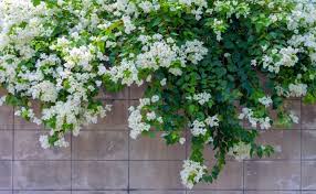 Nothing speaks of an english cottage garden like a beautiful wisteria or climbing and it's not just walls, of course. Flowering Vines Top 10 Best Flowering Climbing Plants Fast Growing Flowering Climbers