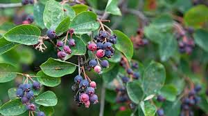 Image result for indiánská borůvka obrázek