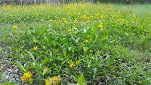Low growing lawn weed with yellow flowers. What Is This Low Growing Weed With Narrow Stems And Yellow Flowers And How Do I Exterminate It Gardening Landscaping Stack Exchange