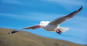 Image result for seagull
