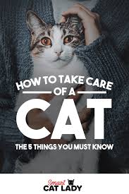 How To Take Care Of A Cat The 5 Things You Must Know Cat Parenting Pet Care Cats Cat Facts