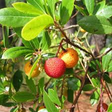 La symphorine ou arbres à perles : Arbustes A Fruits Pour Oiseaux Vente De Plantes Pepinieres Naudet