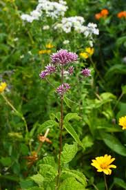 Image result for Pycreus mortonii