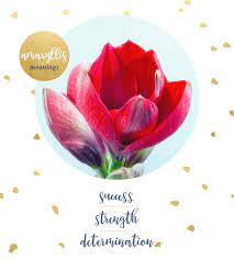 Maybe you would like to learn more about one of these? Amaryllis Meaning And Symbolism Ftd Com