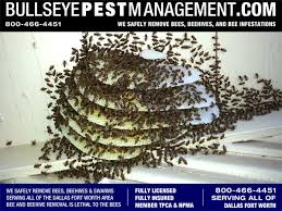 Find the best pest control in dallas, tx. Beehive Removal Bullseye Pest Management