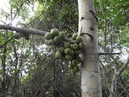 Image result for Ficus sur