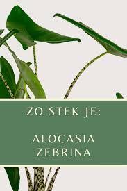Alocasia Zebrina Stekken Zo Lukt Het Altijd In 2020 Stekken Kamerplanten Planten
