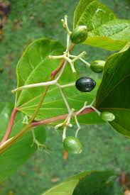 Image result for Alangium chinense