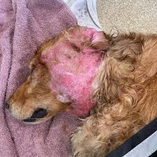 Image result for hotspot dogs