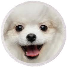 Dog Round Beach Towels for Sale