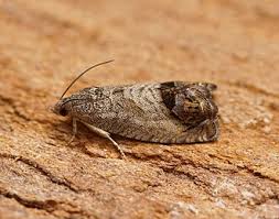 Image result for Cydia splendana