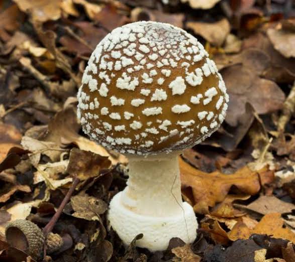 Amanita pantherina