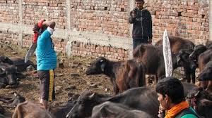 Chinese woman kill goat please subscribe to my channel help me reach 100 subscribers share this video. Inside Gadhimai The World S Biggest Ritual Slaughter Cnn