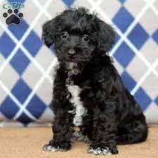 Mini Schnoodle Puppies For Sale Greenfield Puppies Mini Schnoodle Schnoodle Puppy Schnoodle