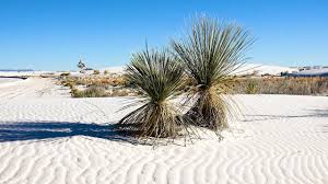 You can see in the map below that the closest bigger cities are albuquerque, new mexico. White Sands National Park New Mexico Usa In 4k Ultra Hd Youtube