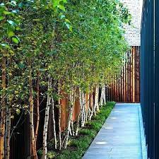 In small gardens, hedges that flower can provide a dual function of privacy screening and adding seasonal flowering interest to the garden. Tall Thin Trees Tall Thin Trees For Screening Terrific Trees For Garden Privacy Ideas Best I Small Backyard Landscaping Outdoor Landscaping Small Garden Design