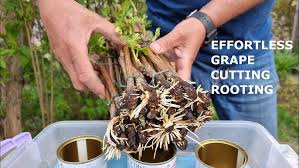 Image result for grapevine cuttings