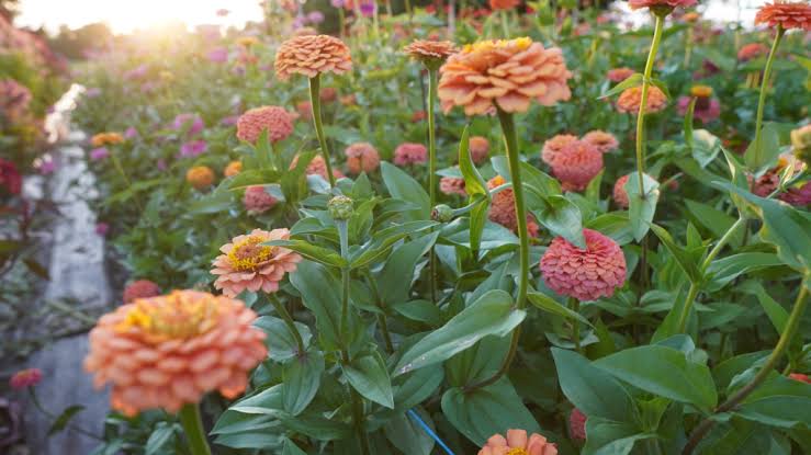 Flower Garden Planning: Create a Garden That Changes with the Seasons - Two  Sisters Flower Farm