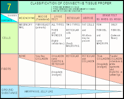 Connective Tissue Proper A K Szakal