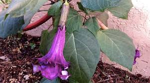 Bunga kecubung terdapat dua warna yaitu ungu dan putih. Cara Menanam Kecubung Datura Metel Kutanam