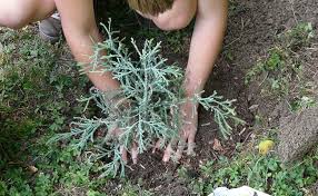 How to grow flowers at home. How To Grow Flowers At Home Without Seeds