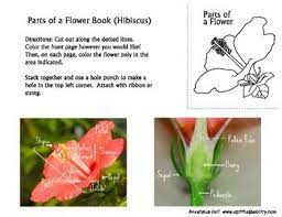 Pin On Botany