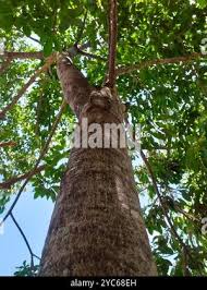 Image result for Balfourodendron