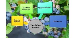 Image result for Vepris macedoi