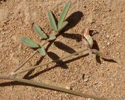 Image result for Tephrosia acaciifolia
